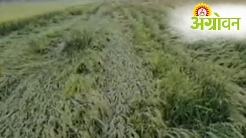 Maharashtra Unseasonal Rain