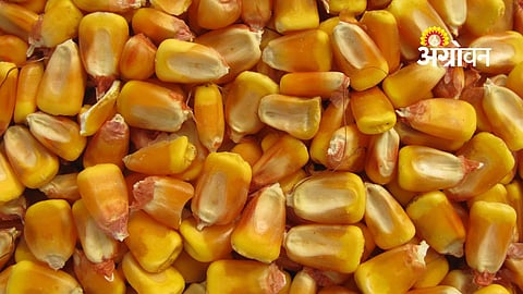 Sangola maize procurement issue 2026