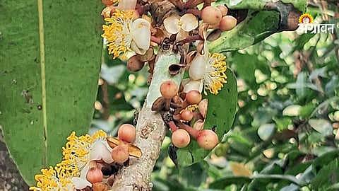 Surangi flower demand in festival season