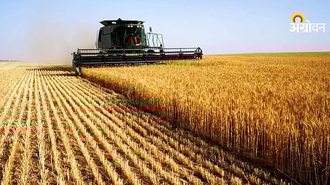Wheat harvesting season begins in Pune division Maharashtra