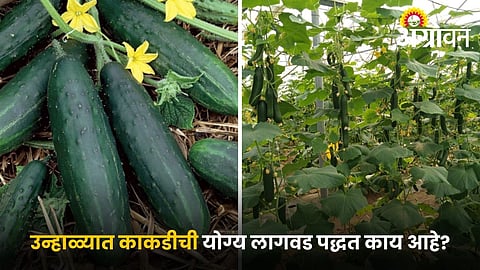 Step by step cucumber cultivation guide