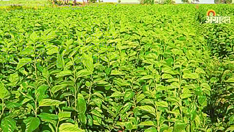 Growth of sericulture farming in Maharashtra