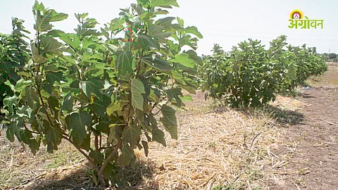 Maharashtra low pressure weather impact on agriculture