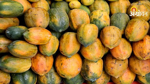Maharashtra papaya market price update