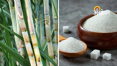 Satara district sugar crushing season statistics