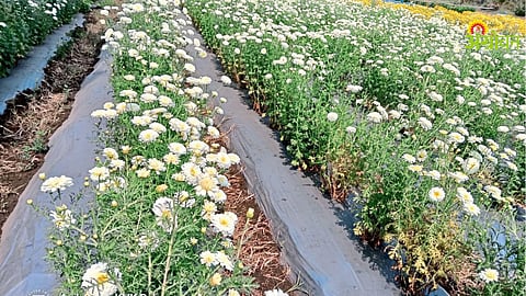 Bijli Flower Farming