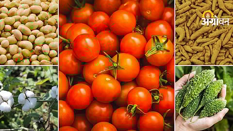 Daily Market price report for farmer