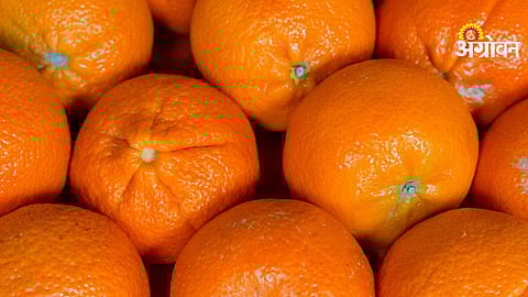 Demand by Vidarbha orange farmers for school meal inclusion