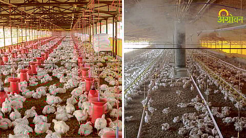 How to prevent heat stress in poultry during summer