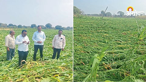 14,000 hectares crop damage in Latur