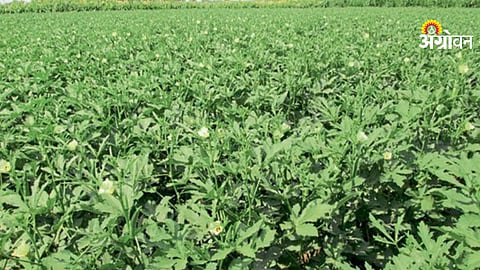 Summer Okra Cultivation