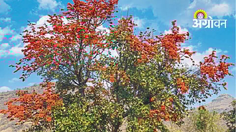 Palash flowering season Maharashtra