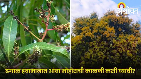 Mango flowering care during unseasonal rain