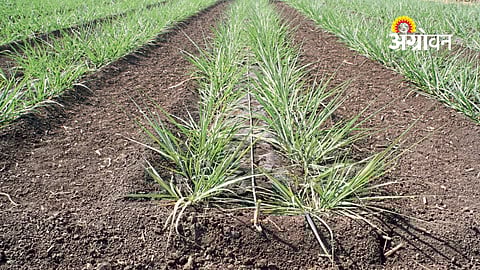 Sugarcane drip irrigation planning