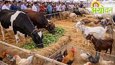 Livestock Exhibition