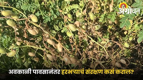 Chickpea harvest tips after heavy rainfall