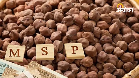 Chickpea MSP procurement process Maharashtra