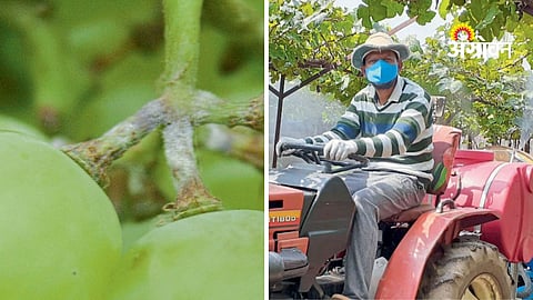 Impact of cloudy weather on grape crop