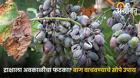 Post rain disease management in grapes