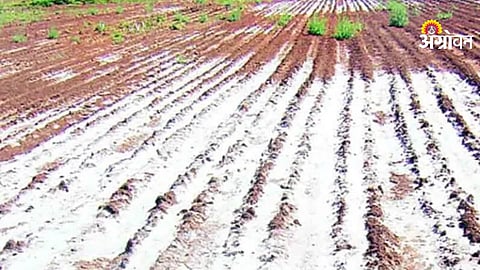 Salinity Free Project