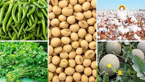 Soybean price forecast Maharashtra market