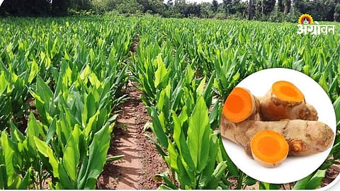 Turmeric Farming