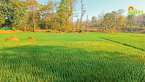 Summer Paddy Farming