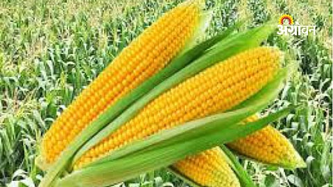 Maize price below MSP Maharashtra farmers