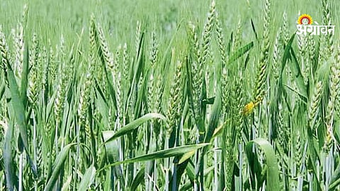 March heat impact on wheat crop India