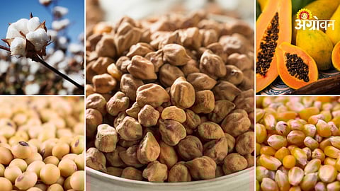 daily agri commodity price update Maharashtra