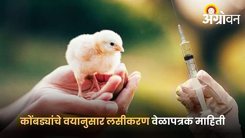 Step by step guide for poultry vaccination