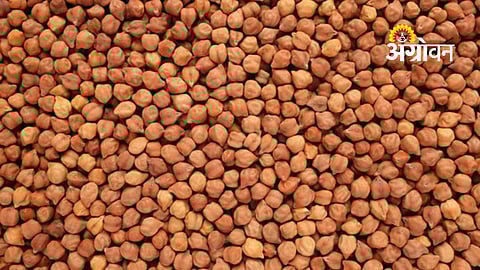 Impact of chickpea imports on Indian farmers