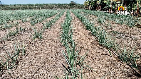 Trash Mulching Boosts Ratoon Sugarcane Yield