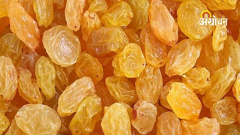 Raisin export decline Maharashtra 2026