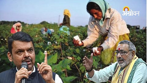 Impact of CCI stopping cotton procurement