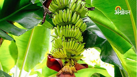 Crop Insurance: अपात्र केळी पीकविमाधारकांची माहिती ‘कृषी’ला प्राप्त होणार