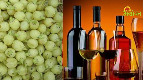 Liquor Factory Update