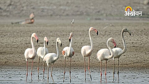 Flamingo migration pattern Ujani dam Maharashtra
