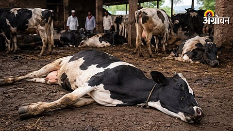 Investigation into unexplained cow deaths