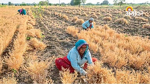 Kabuli chickpea production Khandesh Maharashtra