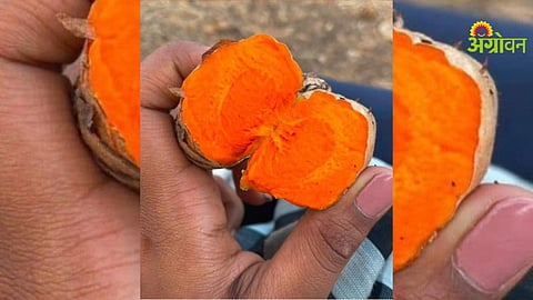 Organic Turmeric Farming