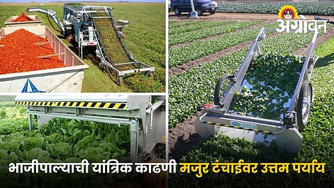 Sensor based vegetable harvesting machines