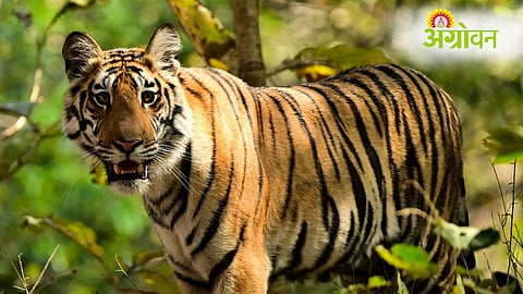 Wild Animal Attacks Deaths