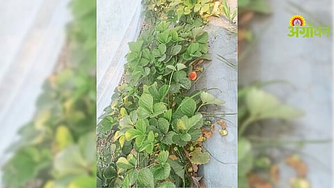 Strawberry cultivation in Sangola Solapur