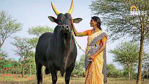 Unique bond between woman and Kangayam bulls