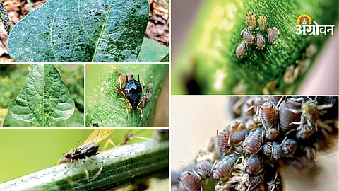 How to control Aphis craccivora on cowpea