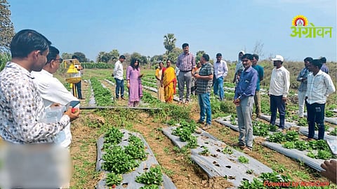 Strawberry Farming