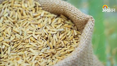 Delay in MSP payment to rice farmers in Maharashtra