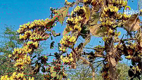 Rare yellow palash tree in Maharashtra