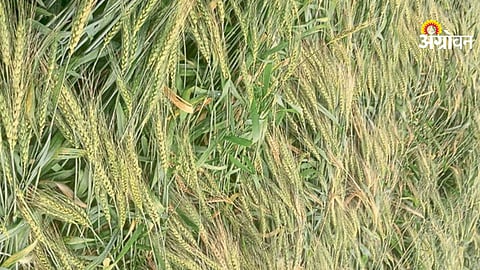 Agricultural loss assessment report